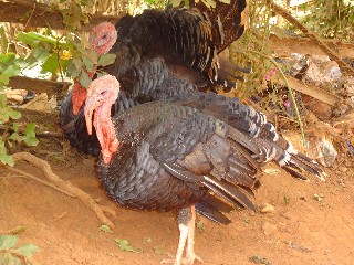 Turkeys